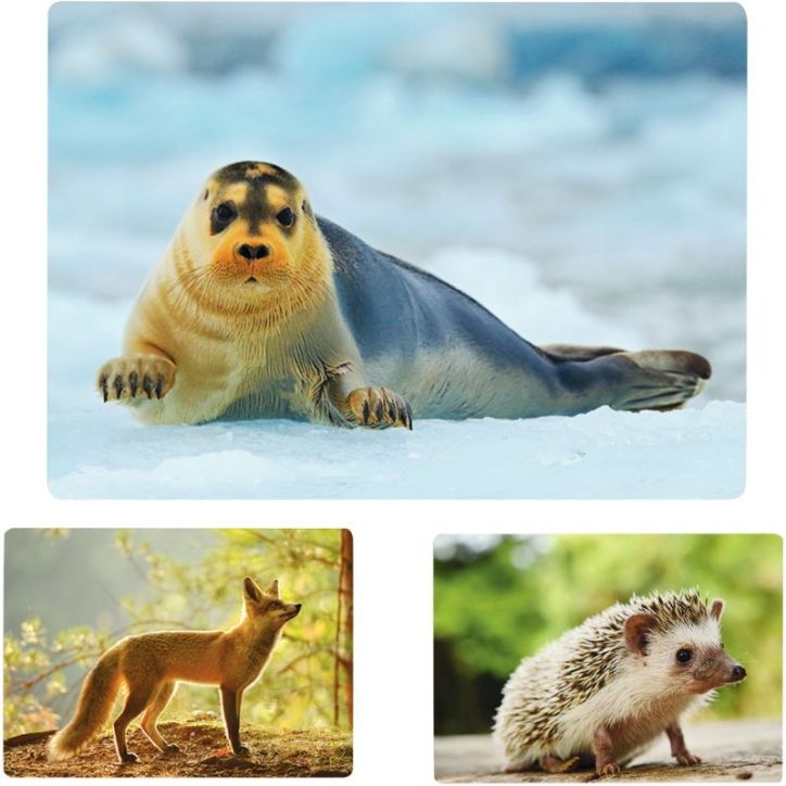 Imagier photos les animaux 342345 NATHAN