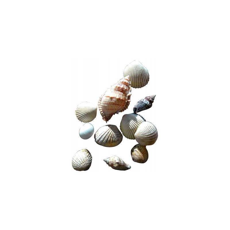 Achetez Sachet de 400g de coquillages assortis 180101 pas cher sur Ma Rentrée Scolaire