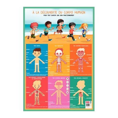 Achetez Poster PVC 76x52 cm le corps humain PAPPOSTCORPS pas cher sur Ma Rentrée Scolaire