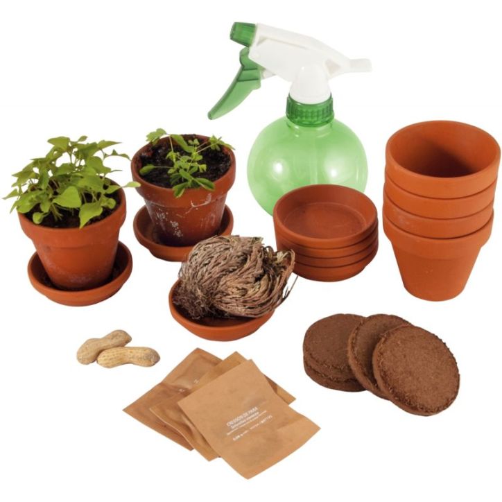 Set de 5 plantes extraordinaires 32882