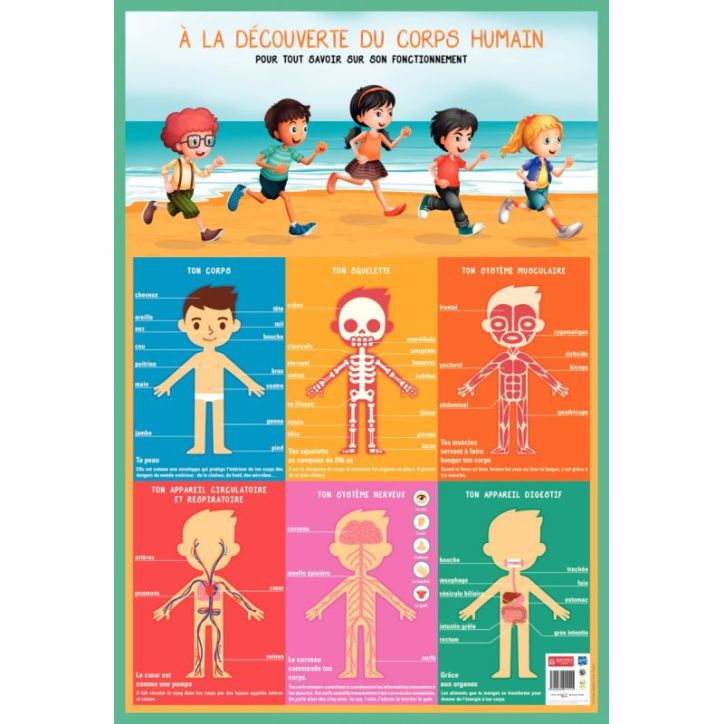 Poster PVC 76x52 cm le corps humain PAPPOSTCORPS