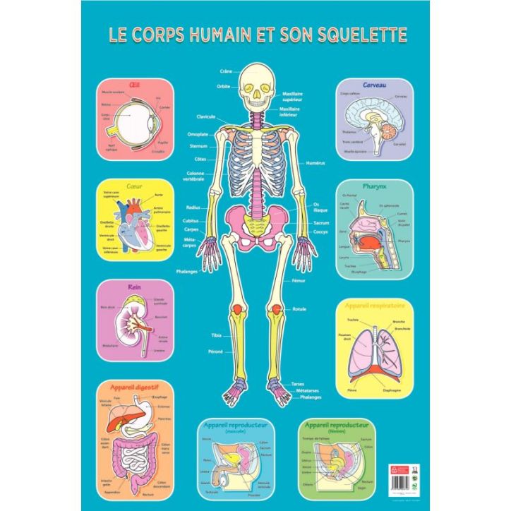 Poster Pédagogique en PVC 76x52cm - Thème Le Squelette PAPPOSTSQUELETTE